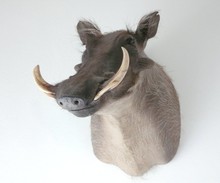 from Martin Nekola 6